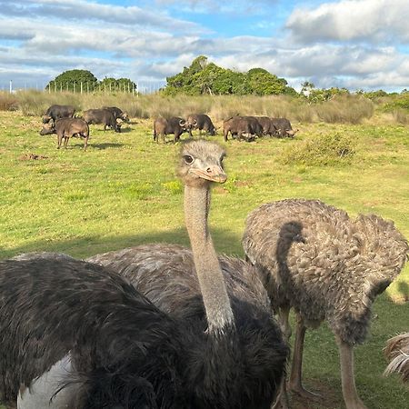 Ostrich Cottage At Les Wings Private Game Farm Groot-Jongensfontein Exterior photo