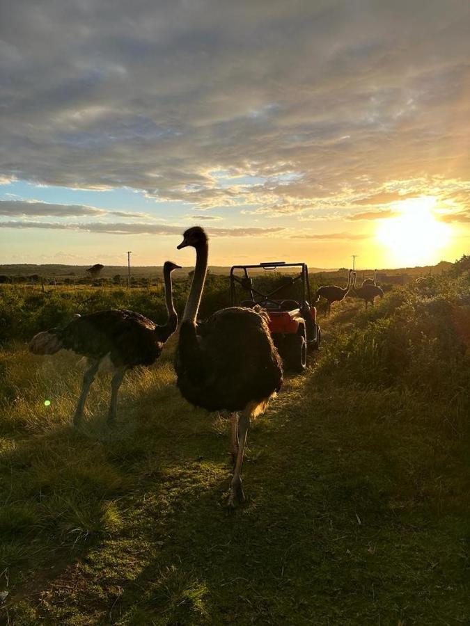 Ostrich Cottage At Les Wings Private Game Farm Groot-Jongensfontein Exterior photo