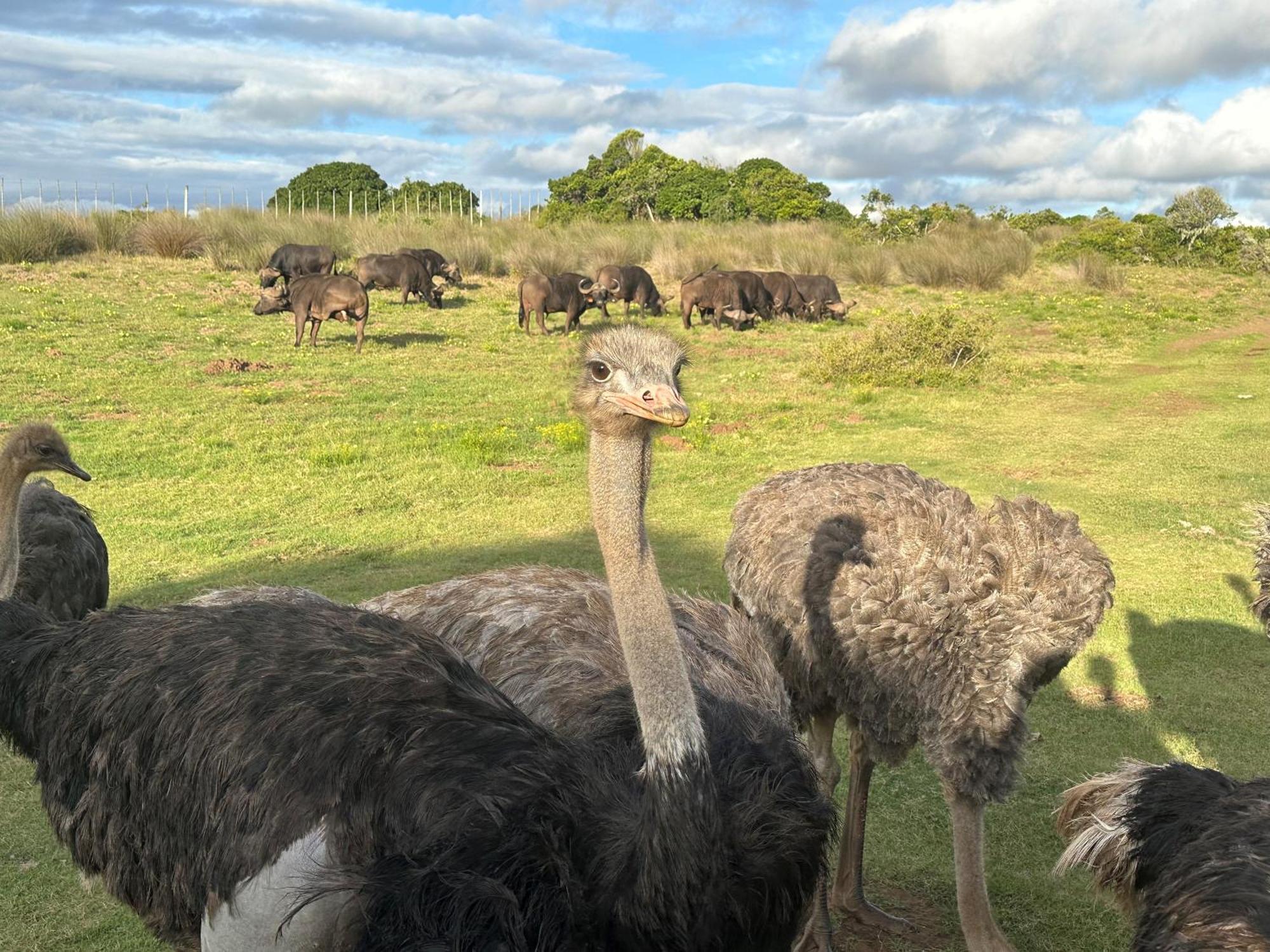 Ostrich Cottage At Les Wings Private Game Farm Groot-Jongensfontein Exterior photo